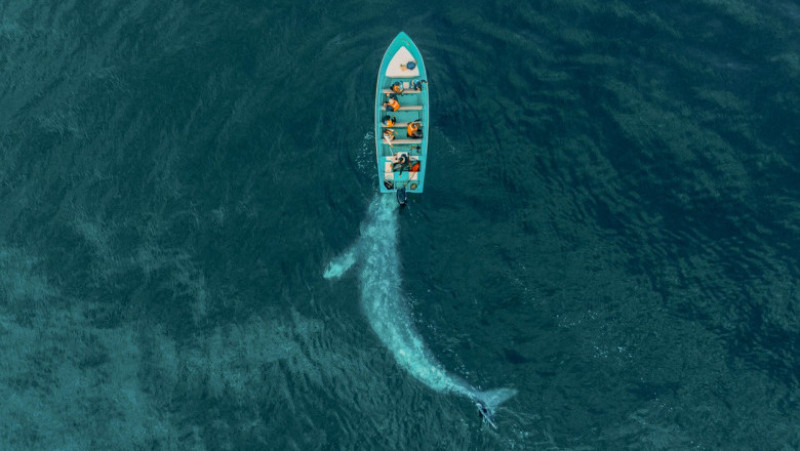 O balenă uriașă se „joacă” și împinge o barcă cu turiști FOTO: Profimedia Images