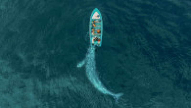 O balenă uriașă se „joacă” și împinge o barcă cu turiști FOTO: Profimedia Images | Poza 1 din 3