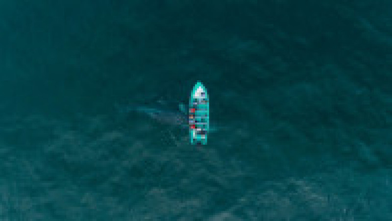 O balenă uriașă se „joacă” și împinge o barcă cu turiști FOTO: Profimedia Images | Poza 3 din 3