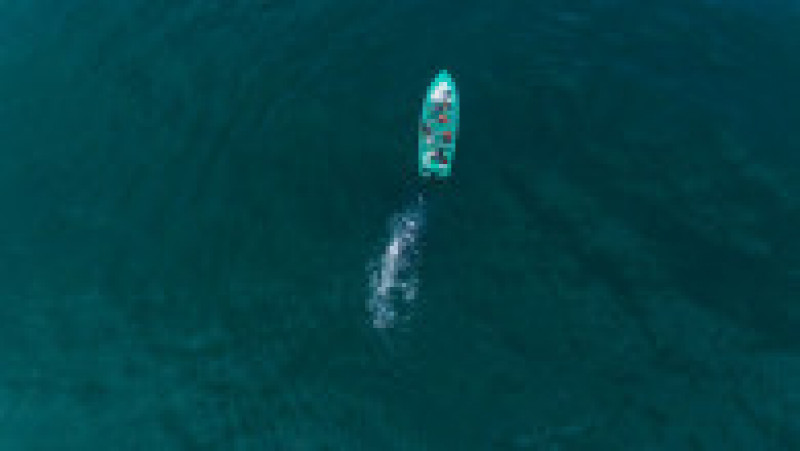 O balenă uriașă se „joacă” și împinge o barcă cu turiști FOTO: Profimedia Images | Poza 2 din 3