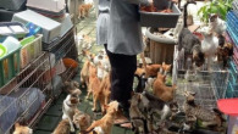 pisici | Poza 1 din 6