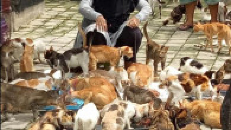 pisici 2 | Poza 2 din 6