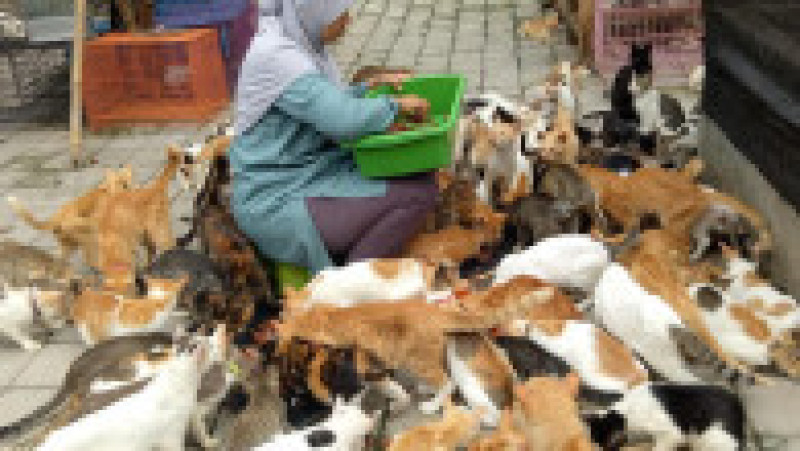 pisici dita agusta | Poza 3 din 6