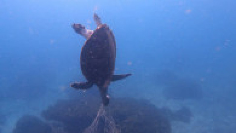 O țestoasă dintr-o specie amenințată de dispariție este ucisă de o plasă de pescuit FOTO: Profimedia Images | Poza 2 din 4
