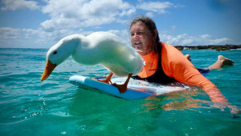 Rața este atracția unei plaje din Australia după ce s-a învățat să facă surf alături de stăpânii ei Foto: Facebook Art Baltrotsky