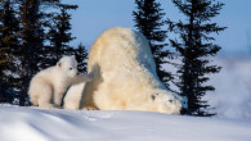 Oare aș putea să o dărâm pe mama? parcă se întreabă ursulețul polar Foto: Hao Jiang / Profimedia | Poza 3 din 5