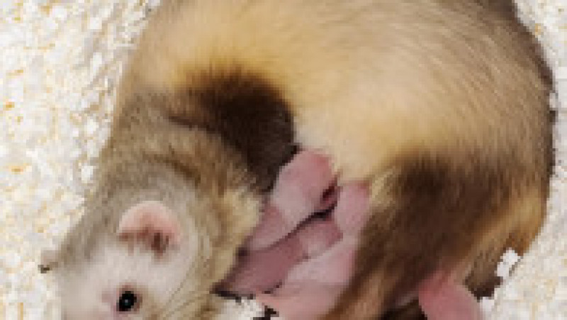 Mama surogat cu puii de dihor. Foto: U.S. Fish and Wildlife Service/ Flickr | Poza 1 din 3