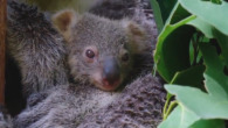 Primul pui de koala născut după mai bine de un an la Taronga Zoo din Sydney. FOTO: Twitter Tarogno ZOO | Poza 2 din 3