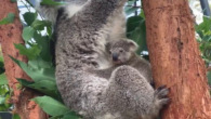 Primul pui de koala născut după mai bine de un an la Taronga Zoo din Sydney. FOTO: Twitter Tarogno ZOO | Poza 3 din 3