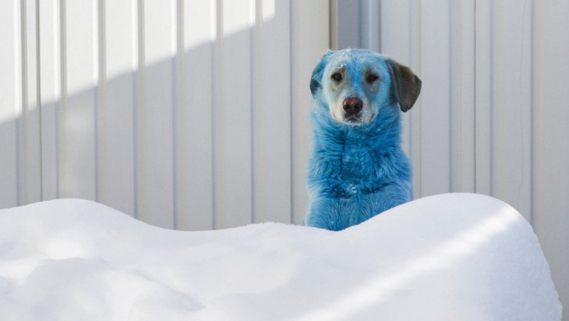 Câini cu blana albastră care au stârnit îngrijorare într-un oraș din Rusia FOTO: Profimedia