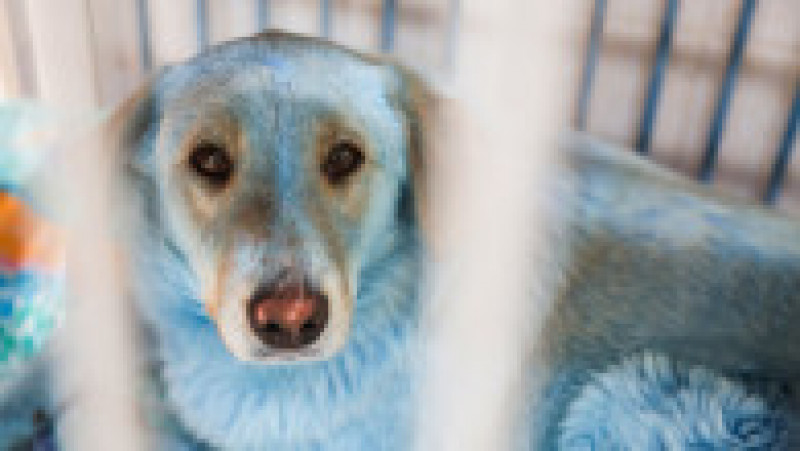 Câini cu blana albastră care au stârnit îngrijorare într-un oraș din Rusia FOTO: Profimedia | Poza 7 din 9
