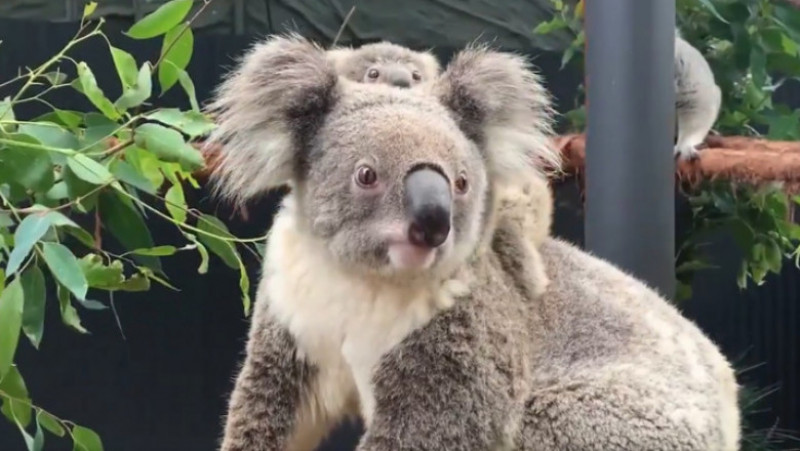 Primul pui de koala născut după mai bine de un an la Taronga Zoo din Sydney. FOTO: Twitter Tarogno ZOO