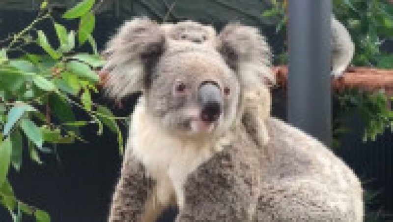 Primul pui de koala născut după mai bine de un an la Taronga Zoo din Sydney. FOTO: Twitter Tarogno ZOO | Poza 1 din 3