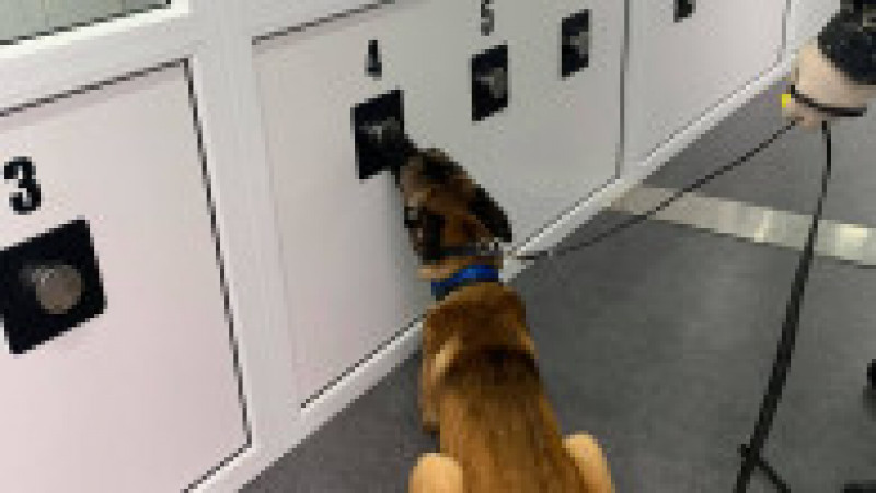 Câine antrenat să detecteze persoanele infectate cu COVID-19. Foto: Facebook/ Lucian Bode | Poza 4 din 7