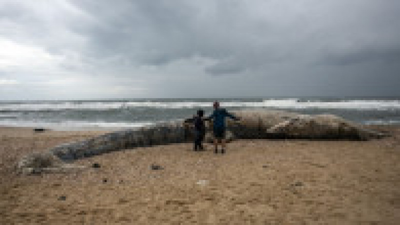 Balenă moartă, de 17 metri, adusă de valuri pe o plajă din Israel FOTO: Profimedia Images | Poza 2 din 6