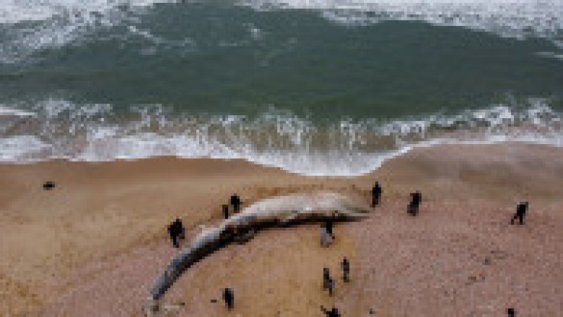 Balenă moartă, de 17 metri, adusă de valuri pe o plajă din Israel FOTO: Profimedia Images | Poza 1 din 6