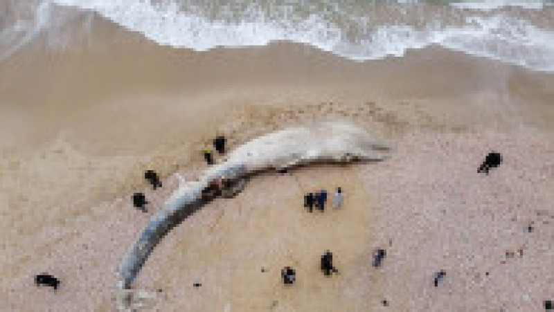 Balenă moartă, de 17 metri, adusă de valuri pe o plajă din Israel FOTO: Profimedia Images | Poza 4 din 6