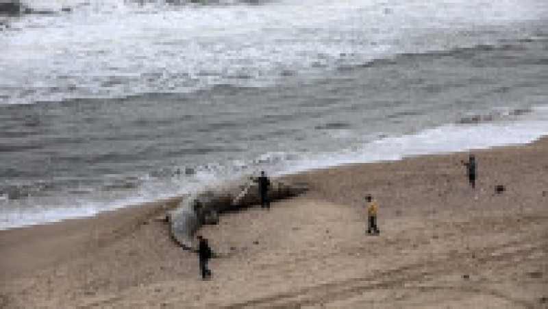 Balenă moartă, de 17 metri, adusă de valuri pe o plajă din Israel FOTO: Profimedia Images | Poza 5 din 6