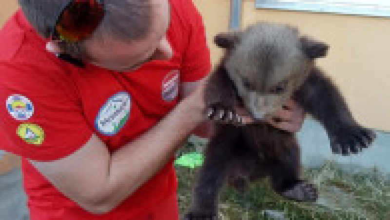 Pui de urs orfan salvat în Harghita FOTO: Facebook/ Salvamont Romania | Poza 1 din 3