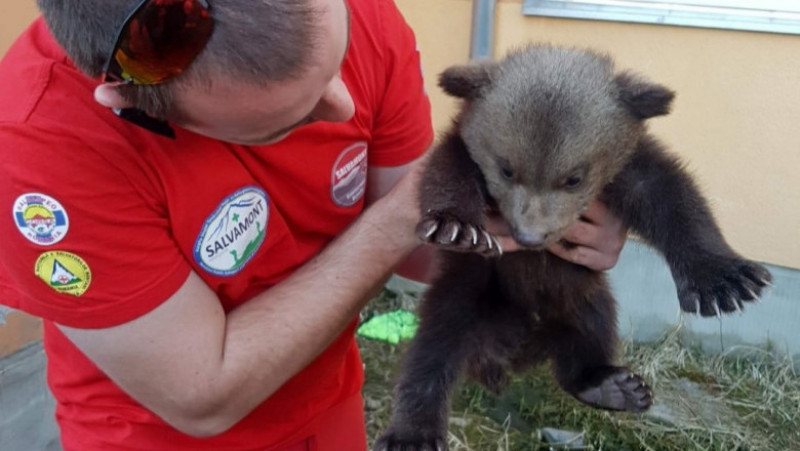 Pui de urs orfan salvat în Harghita FOTO: Facebook/ Salvamont Romania