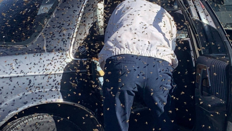 Un bărbat a găsit în mașină un roi de 15.000 de albine FOTO: Facebook/ Las Cruces Fire Department