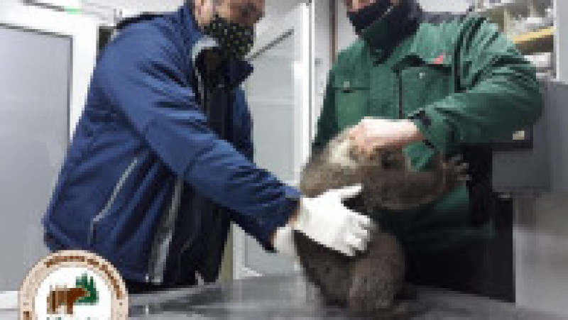 Doi pui de urs, rămași fără mamă, s-au aciuat într-o curte din Sibiu. Ei au fost salvați și duși într-un adăpost. Foto: Facebook / AMP Libearty | Poza 4 din 5