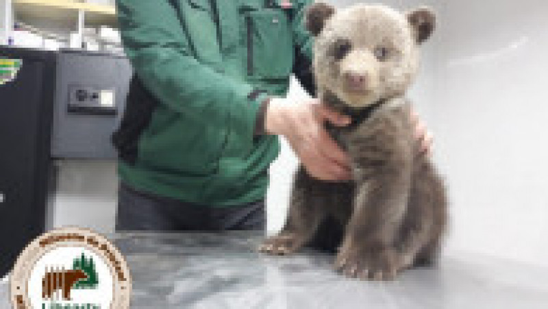 Doi pui de urs, rămași fără mamă, s-au aciuat într-o curte din Sibiu. Ei au fost salvați și duși într-un adăpost. Foto: Facebook / AMP Libearty | Poza 1 din 5