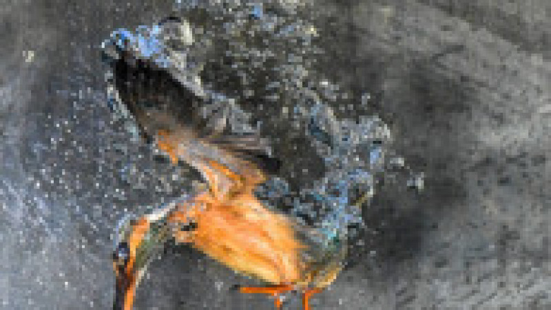 Un pescăruș se scufundă în apă pentru a prinde un pește FOTO: Profimedia Images | Poza 7 din 13