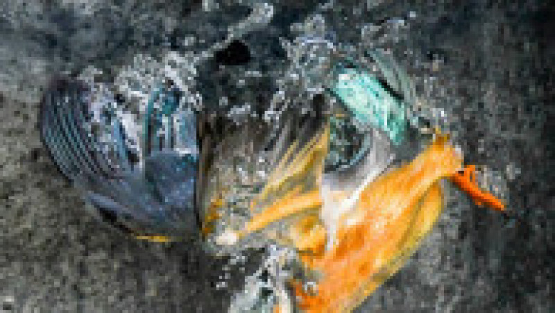 Un pescăruș se scufundă în apă pentru a prinde un pește FOTO: Profimedia Images | Poza 11 din 13