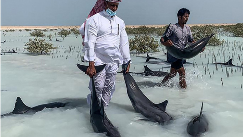 Zeci de delfini salvaţi în largul Arabiei Saudite. Foto: Profimedia Images