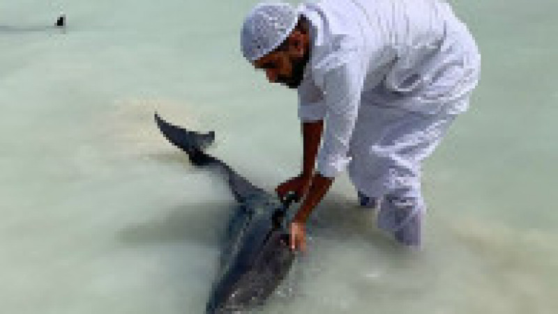 Zeci de delfini salvaţi în largul Arabiei Saudite. Foto: Profimedia Images | Poza 3 din 3