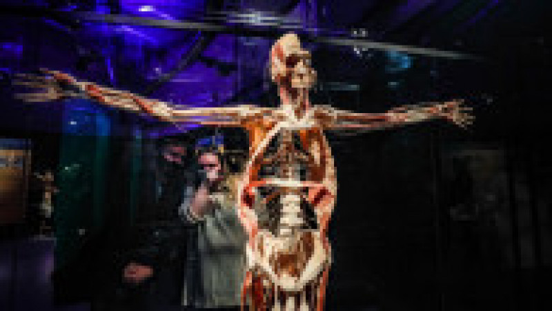Expoziţia de cadavre umane „Body Worlds” în Moscova FOTO: Agerpres | Poza 2 din 6
