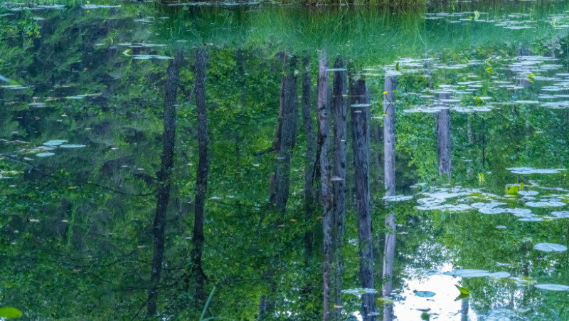 Parcul Național Soomaa din Estonia. Foto; GettyImages