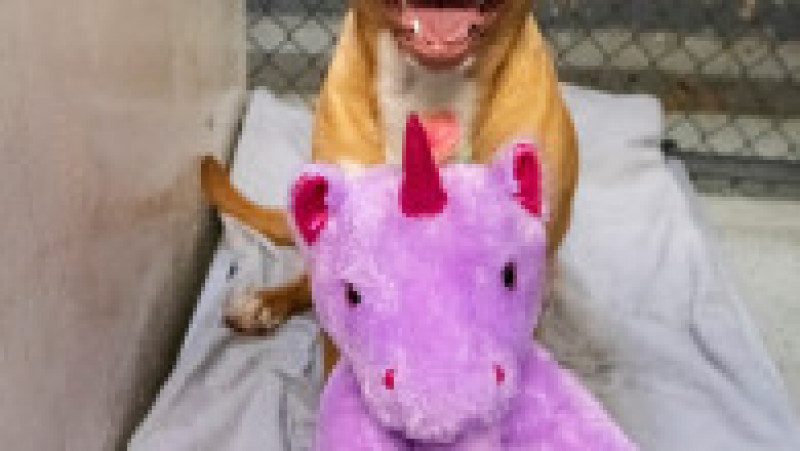 Un câine fără stăpân din SUA a primit cadou un unicorn de pluș pe care îl furase de cinci ori dintr-un magazin. FOTO: Facebook Duplin County Animal Services | Poza 2 din 8