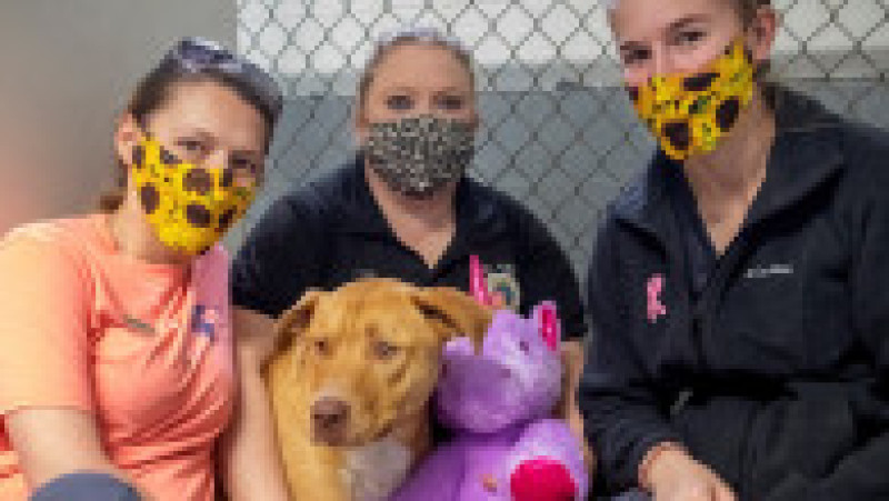 Un câine fără stăpân din SUA a primit cadou un unicorn de pluș pe care îl furase de cinci ori dintr-un magazin. FOTO: Facebook Duplin County Animal Services | Poza 4 din 8