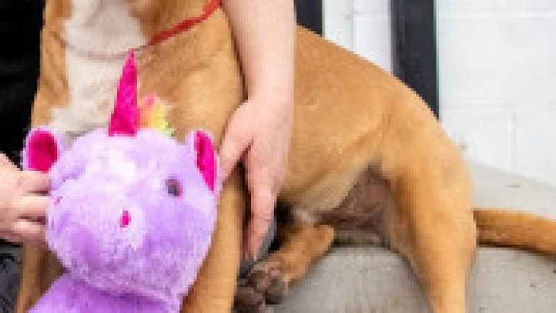Un câine fără stăpân din SUA a primit cadou un unicorn de pluș pe care îl furase de cinci ori dintr-un magazin. FOTO: Facebook Duplin County Animal Services | Poza 6 din 8