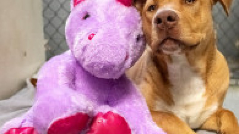 Un câine fără stăpân din SUA a primit cadou un unicorn de pluș pe care îl furase de cinci ori dintr-un magazin. FOTO: Facebook Duplin County Animal Services | Poza 7 din 8