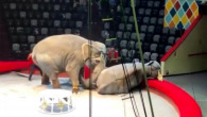 Doi elefanţi au devenit agresivi în timpul unui spectacol de circ în Rusia. Foto: Profimedia Images | Poza 3 din 5