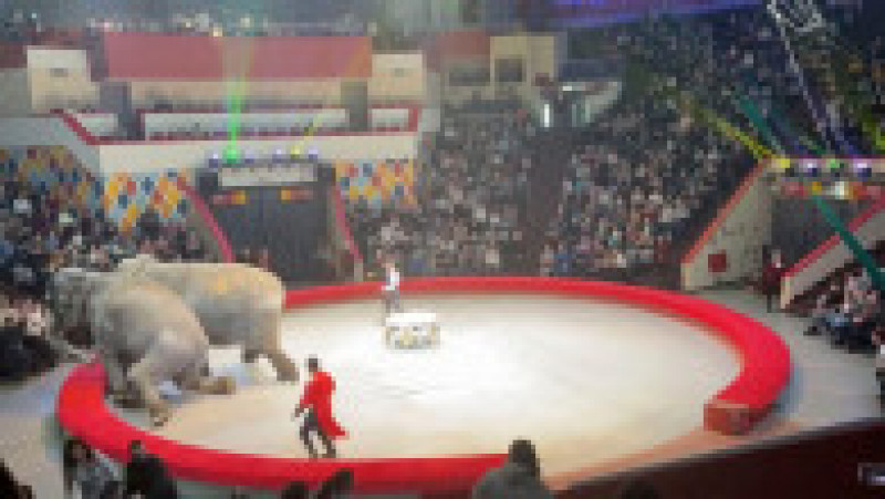 Doi elefanţi au devenit agresivi în timpul unui spectacol de circ în Rusia. Foto: Profimedia Images | Poza 1 din 5