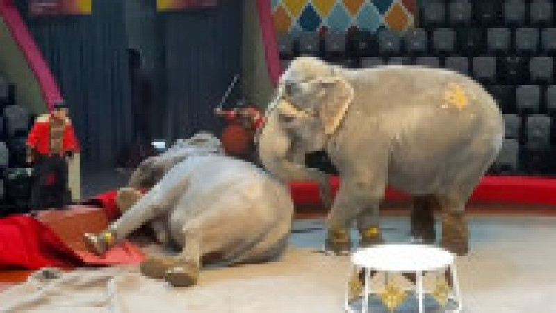 Doi elefanţi au devenit agresivi în timpul unui spectacol de circ în Rusia. Foto: Profimedia Images | Poza 2 din 5
