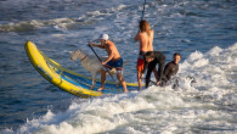 Surfing cu capre, pe o plajă din California. Foto: Profimedia Images | Poza 1 din 5