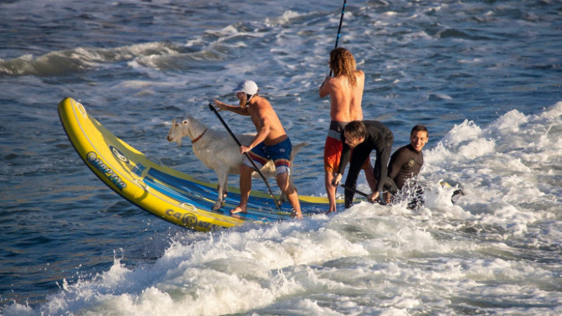 Surfing cu capre, pe o plajă din California. Foto: Profimedia Images