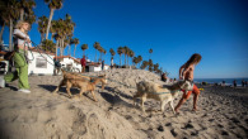 Surfing cu capre, pe o plajă din California. Foto: Profimedia Images | Poza 2 din 5