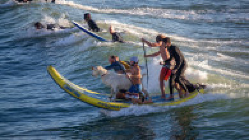 Surfing cu capre, pe o plajă din California. Foto: Profimedia Images | Poza 5 din 5