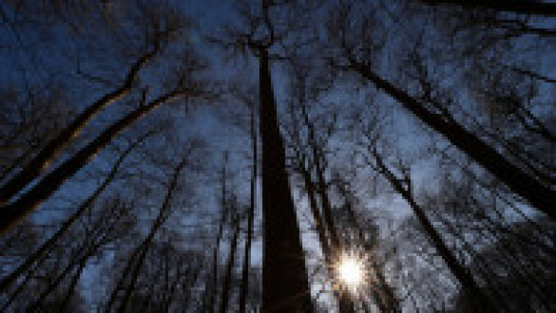 Pădurea de stejari din Berce. Foto: Profimedia Images | Poza 3 din 5