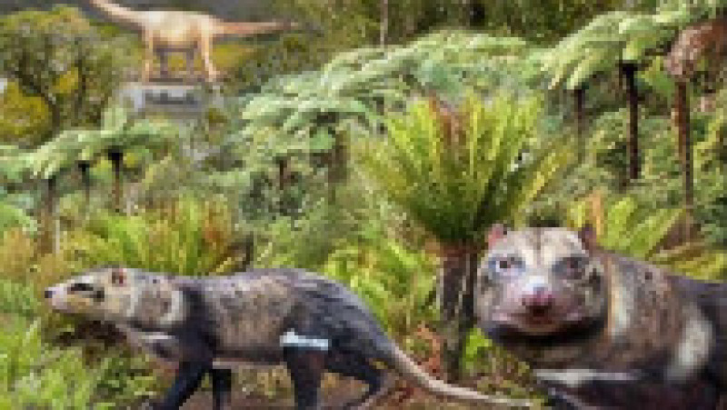 Fosile ale unei noi specii de mamifer descoperite în Chile. Foto: inach.cl | Poza 3 din 4