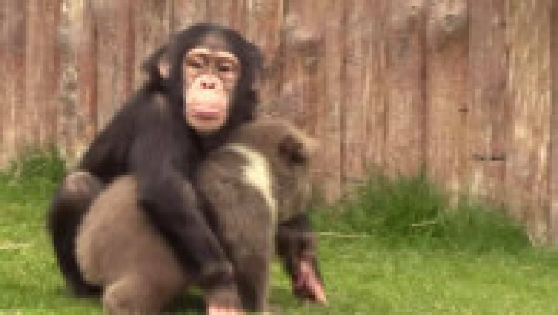 Prietenia adorabilă dintre un pui de urs și un cimpanzeu. Foto: Facebook/Gaziantep | Poza 6 din 6
