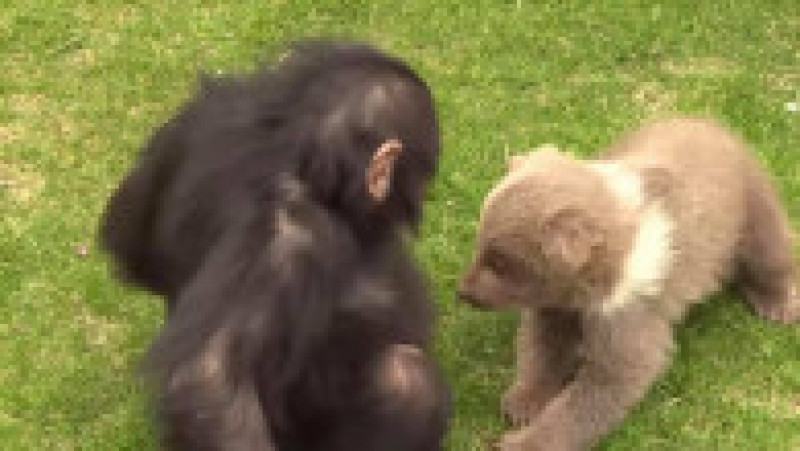Prietenia adorabilă dintre un pui de urs și un cimpanzeu. Foto: Facebook/Gaziantep | Poza 4 din 6