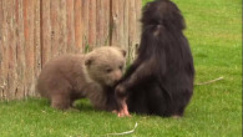 Prietenia adorabilă dintre un pui de urs și un cimpanzeu. Foto: Facebook/Gaziantep Zoo | Poza 1 din 6