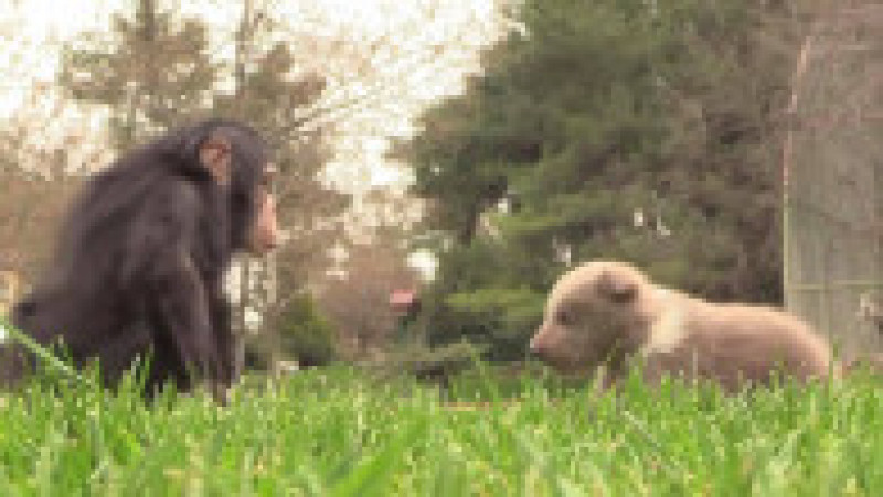 Prietenia adorabilă dintre un pui de urs și un cimpanzeu. Foto: Facebook/Gaziantep | Poza 3 din 6